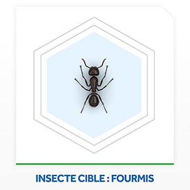 Raid Anti-Fourmis - lot de 2